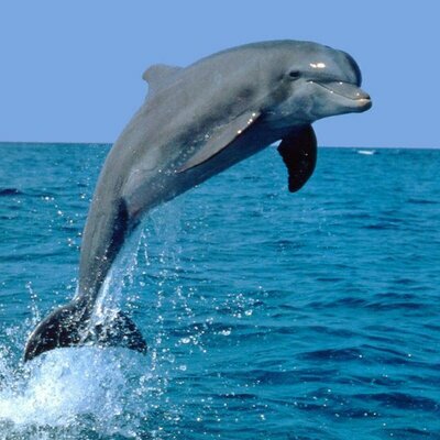 Ga dorkelen of snorkelen met Dolfijnen!